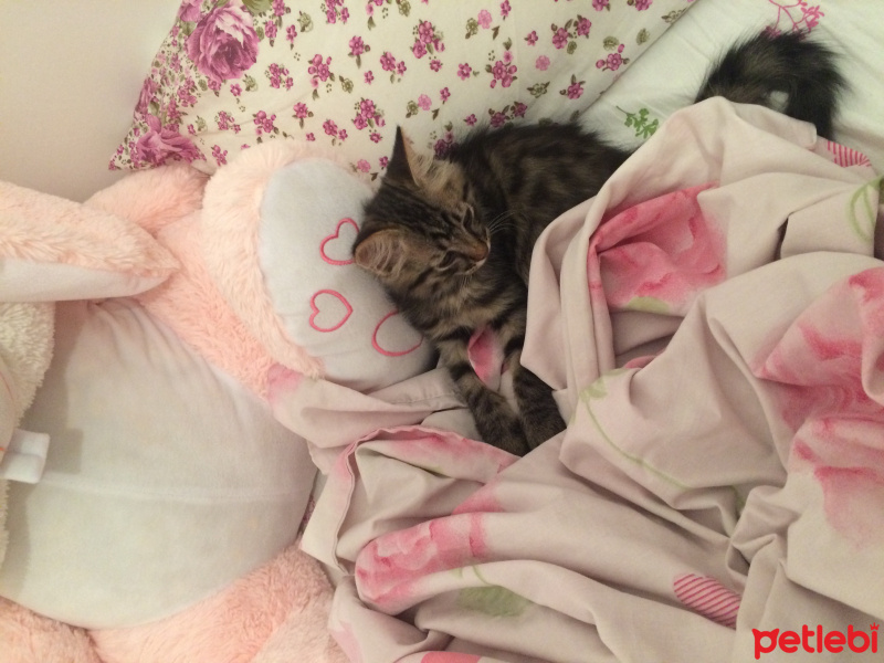 Tekir Kedi, Kedi  Postiş fotoğrafı