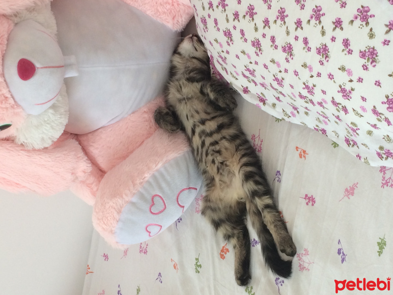 Tekir Kedi, Kedi  Postiş fotoğrafı