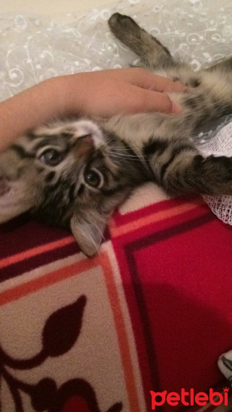 Tekir Kedi, Kedi  Postiş fotoğrafı