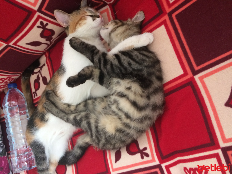 Tekir Kedi, Kedi  Postiş fotoğrafı
