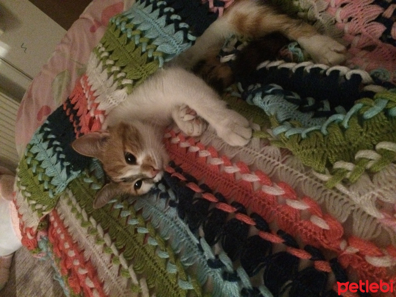 Tekir Kedi, Kedi  Postiş fotoğrafı