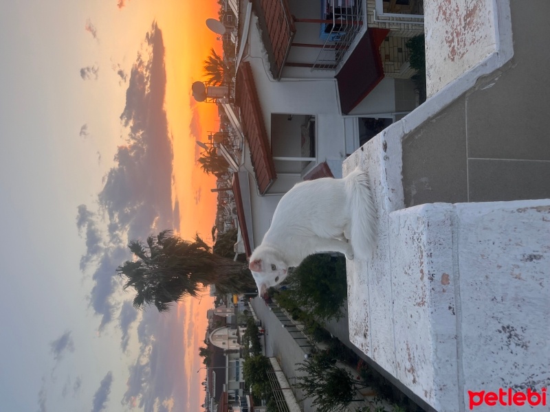 Tekir Kedi, Kedi  Pamuk fotoğrafı