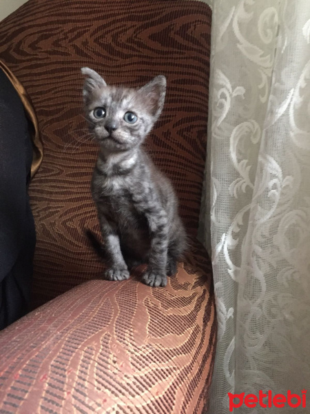 Mavi Rus, Kedi  isimsiz fotoğrafı