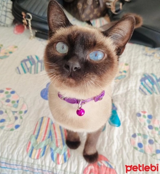 Siyam Kedisi, Kedi  Mia fotoğrafı