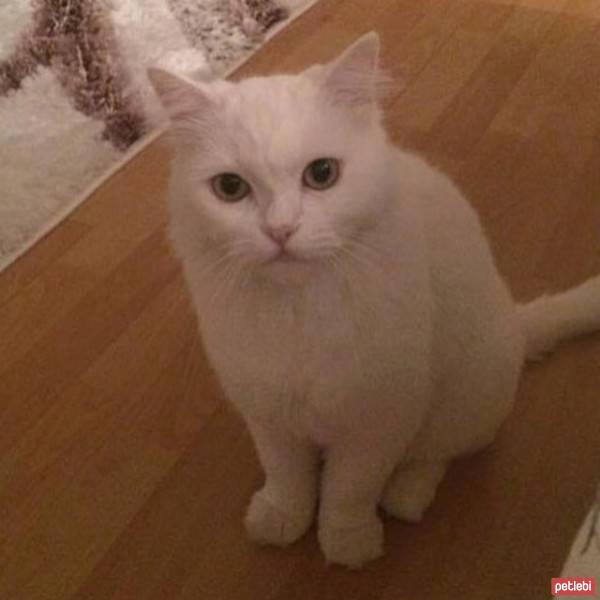 Ankara Kedisi, Kedi  Şila fotoğrafı