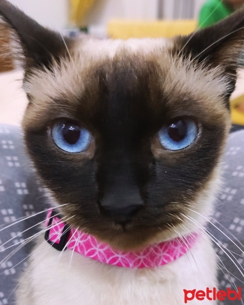 Siyam Kedisi, Kedi  Sakız fotoğrafı