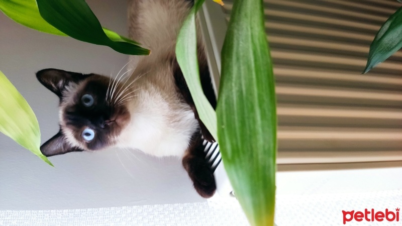 Siyam Kedisi, Kedi  Sakız fotoğrafı