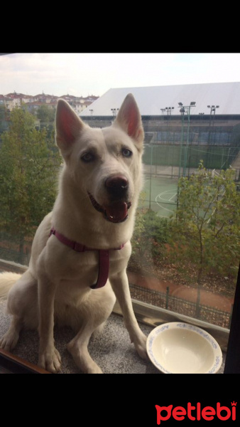 Sibirya Kurdu (Husky), Köpek  Ice fotoğrafı