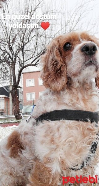 İngiliz Cocker Spaniel, Köpek  Şeker fotoğrafı