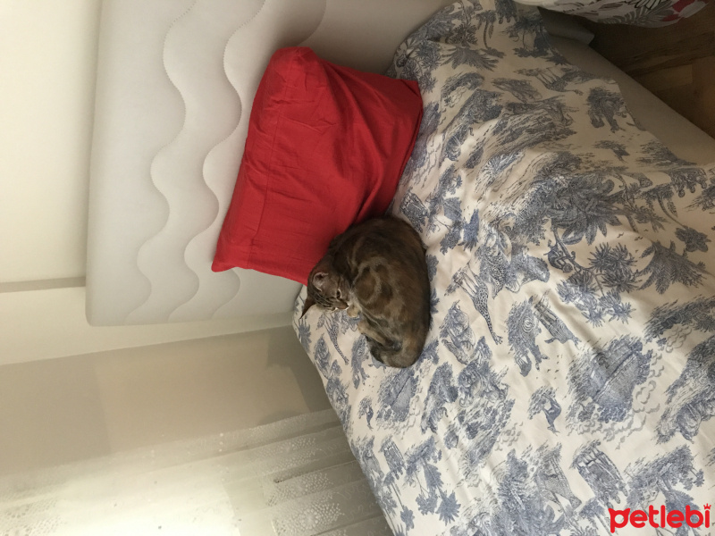Bengal, Kedi  Mia fotoğrafı