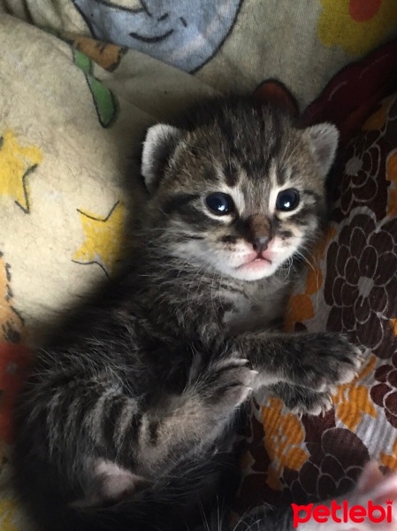 Tekir Kedi, Kedi  Dodo fotoğrafı