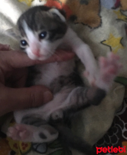 Tekir Kedi, Kedi  Dodo fotoğrafı
