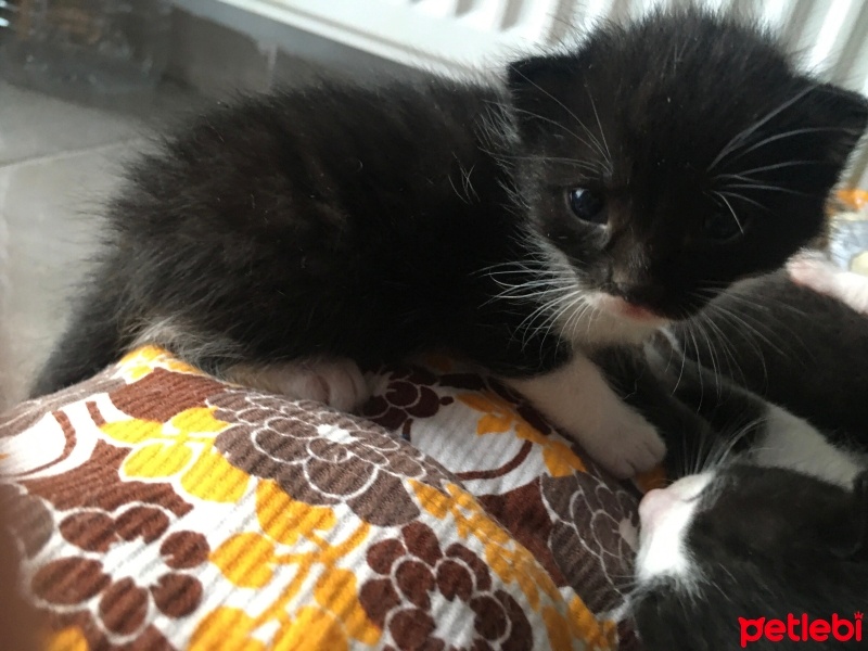 Tekir Kedi, Kedi  Dodo fotoğrafı