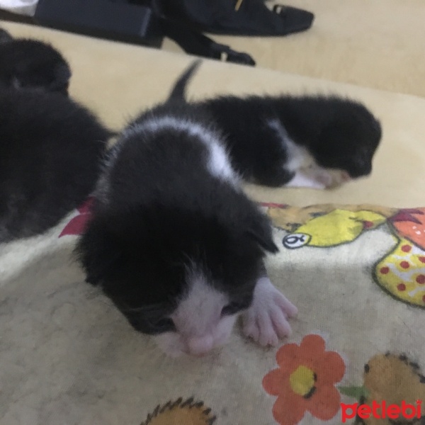 Tekir Kedi, Kedi  Dodo fotoğrafı
