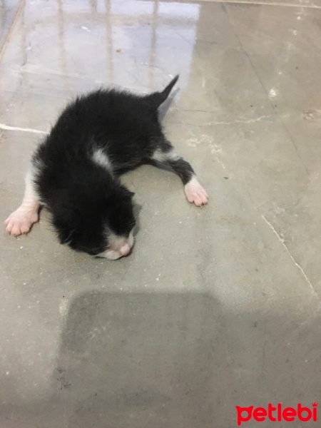 Tekir Kedi, Kedi  Dodo fotoğrafı