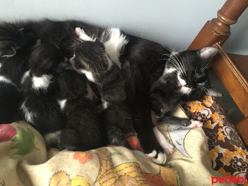Tekir Kedi, Kedi  Dodo fotoğrafı