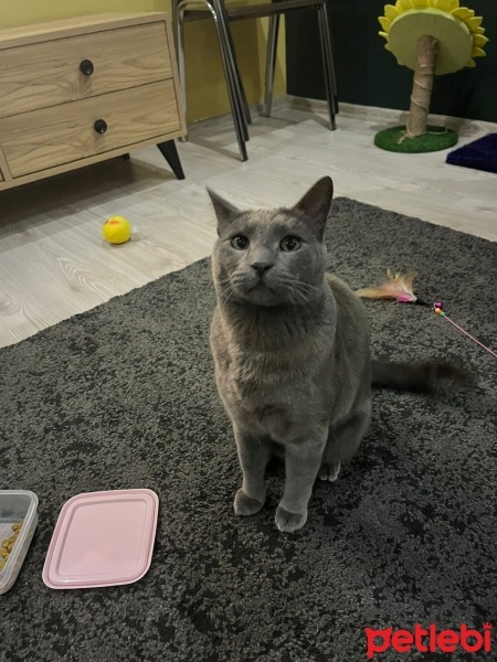 Mavi Rus, Kedi  Lumos fotoğrafı