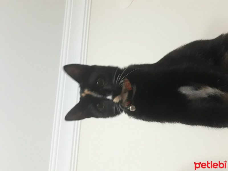 Tekir Kedi, Kedi  Zeytin fotoğrafı