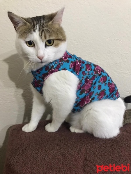 Tekir Kedi, Kedi  Akkadın fotoğrafı