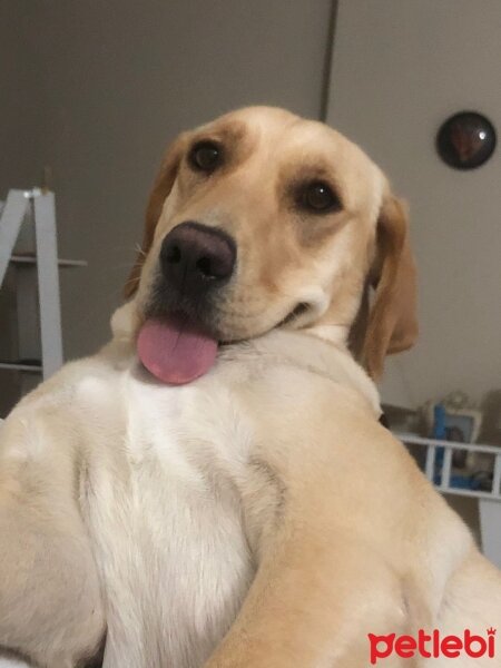 Labrador Retriever, Köpek  bobo fotoğrafı