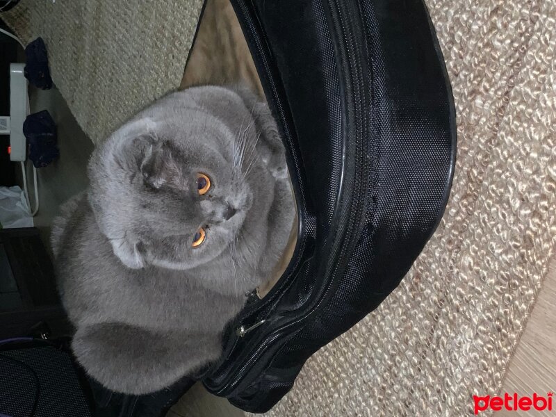 Scottish Fold, Kedi  Kako fotoğrafı