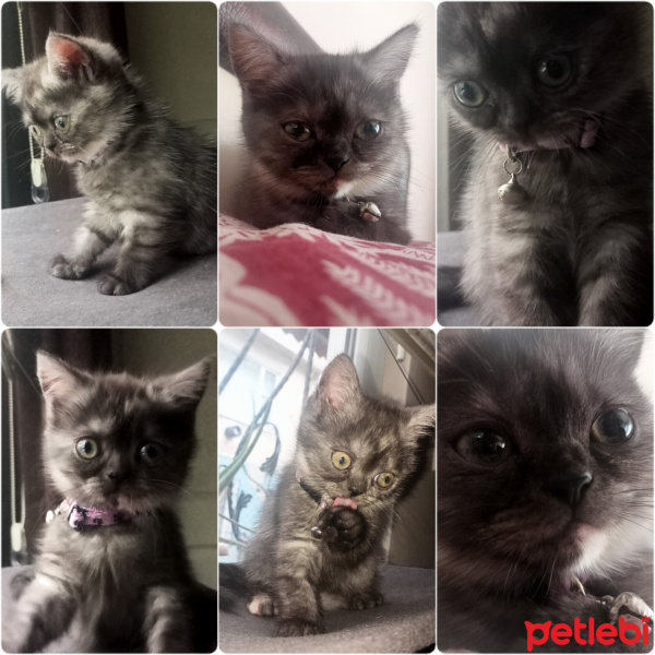 British Longhair, Kedi  Panda fotoğrafı