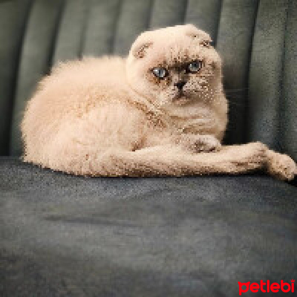 Scottish Fold, Kedi  Leyla fotoğrafı