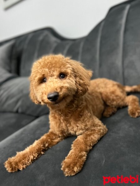 Poodle(Standart Kaniş), Köpek  BEHLÜL fotoğrafı