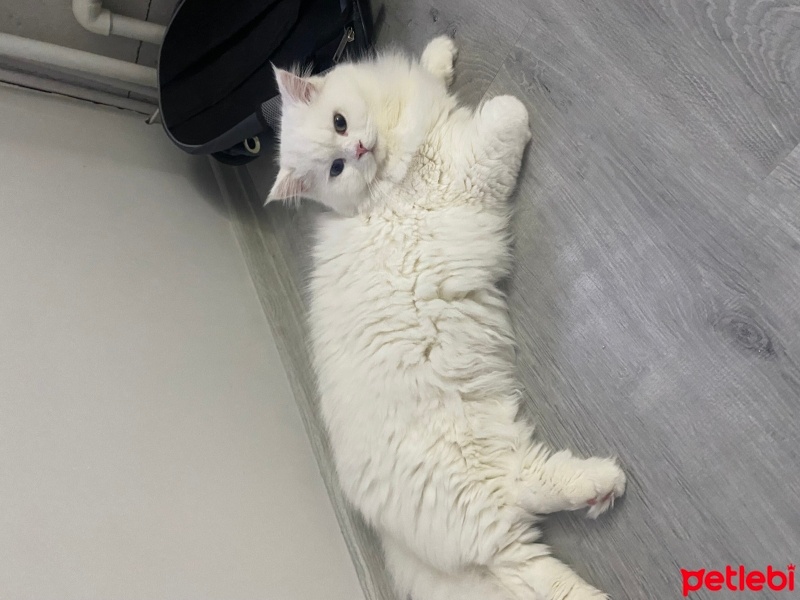 British Longhair, Kedi  Chivas fotoğrafı