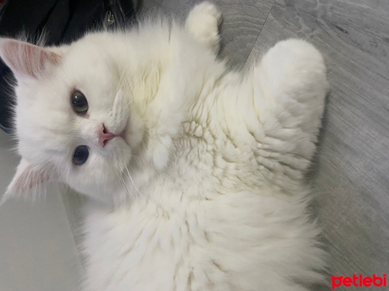 British Longhair, Kedi  Chivas fotoğrafı