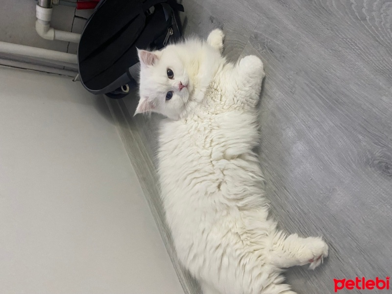 British Longhair, Kedi  Chivas fotoğrafı
