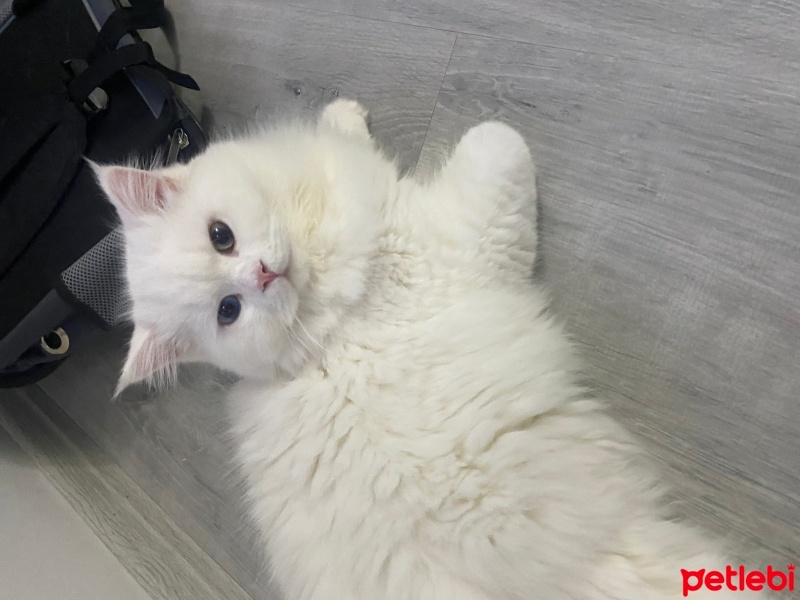 British Longhair, Kedi  Chivas fotoğrafı