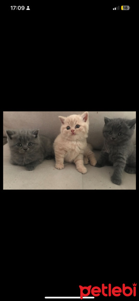 Scottish Fold, Kedi  Figo fotoğrafı