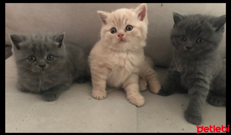 Scottish Fold, Kedi  Figo fotoğrafı