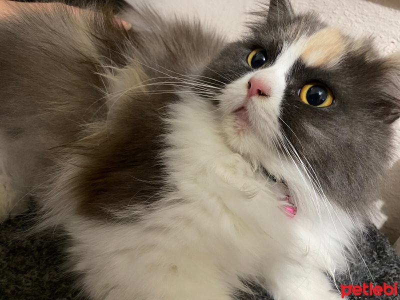 British Longhair, Kedi  Mocha fotoğrafı