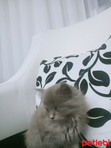 British Longhair, Kedi  British longhair fotoğrafı