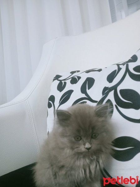 British Longhair, Kedi  British longhair fotoğrafı