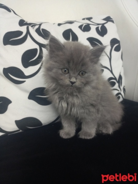 British Longhair, Kedi  British longhair fotoğrafı