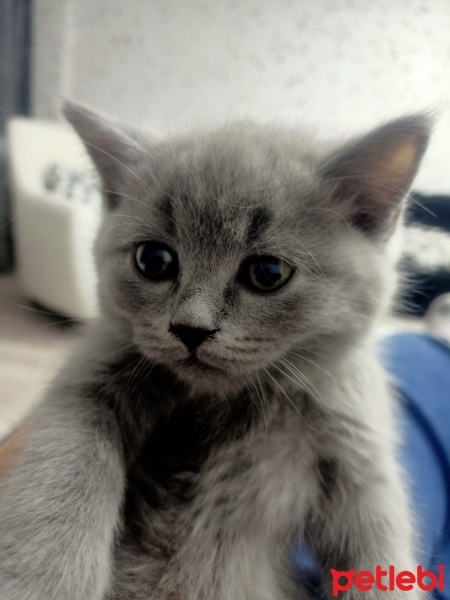 British Longhair, Kedi  British longhair fotoğrafı