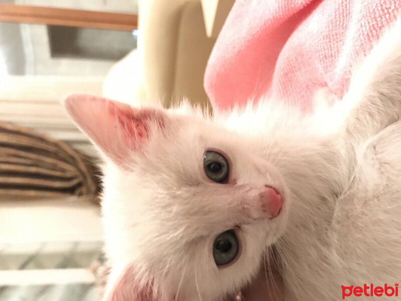 Ankara Kedisi, Kedi  Karbeyazı fotoğrafı