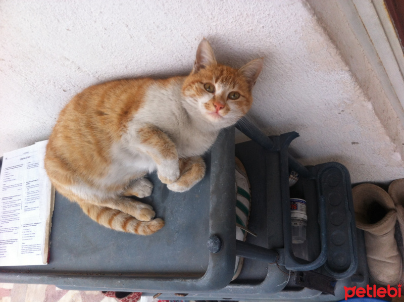 Tekir Kedi, Kedi  Minnak fotoğrafı