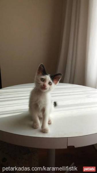 Soke, Kedi  Pitibull fotoğrafı