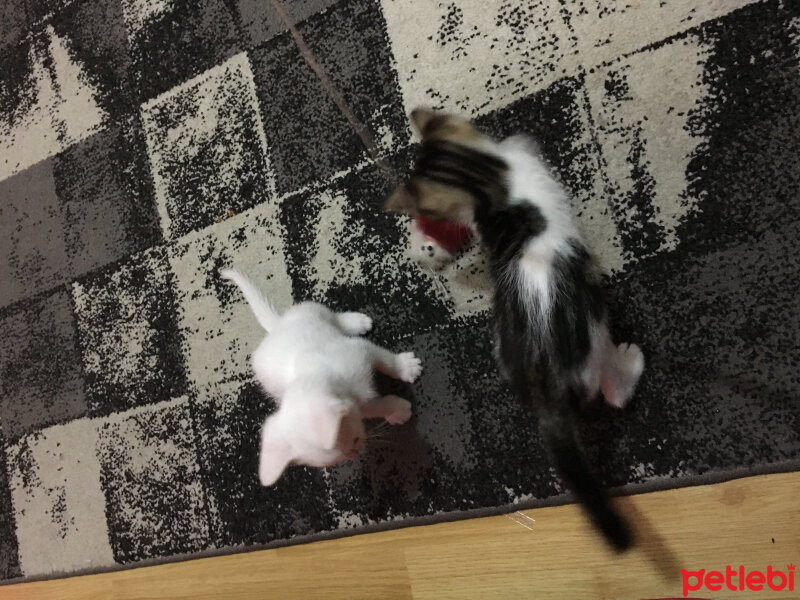 Ankara Kedisi, Kedi  haydut fotoğrafı