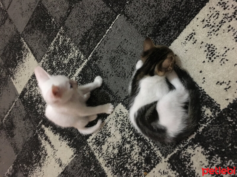 Ankara Kedisi, Kedi  haydut fotoğrafı