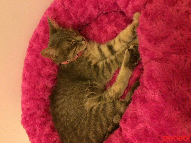 Sibirya Kedisi, Kedi  Mira  fotoğrafı
