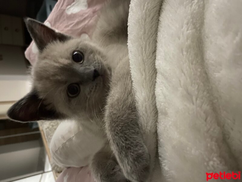 Scottish Fold, Kedi  Mişa fotoğrafı