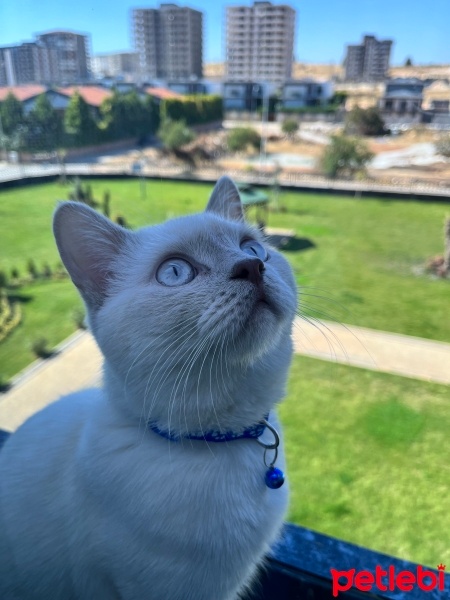British Shorthair, Kedi  Kivi fotoğrafı