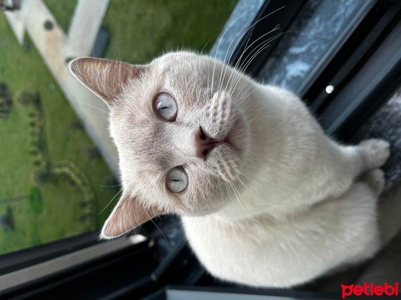 British Shorthair, Kedi  Kivi fotoğrafı