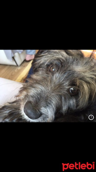 Tibet Terrieri, Köpek  Odin fotoğrafı