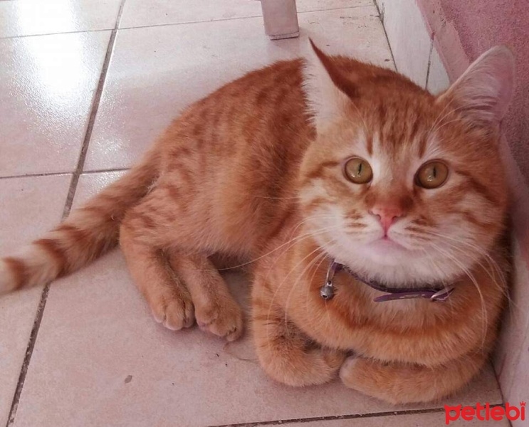 Sarman, Kedi  Ramo fotoğrafı